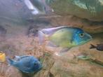 Malawi Copadichromis Verduyni Eastern 2 mannen, Dieren en Toebehoren, Vis