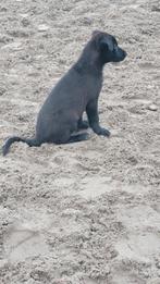 Puppy Duitseherder x Mechelaar, Dieren en Toebehoren, Rabiës (hondsdolheid), 8 tot 15 weken, Teef, Eén hond