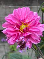 Tuinman gezocht, Ophalen of Verzenden, Volle zon, Knol