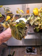 Philodendron Melanochrysum Variegata, Huis en Inrichting, Kamerplanten, Ophalen of Verzenden, Overige soorten, Minder dan 100 cm