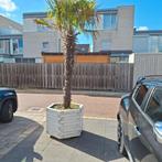 Palmboom stam hoogte 180, Ophalen of Verzenden, Zo goed als nieuw, Afdekzeil