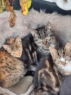 Boerderij kittens, Dieren en Toebehoren, Katten en Kittens | Dekkaters