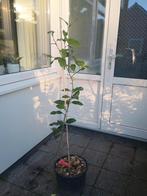 citrus boom citrus volkameriana, Tuin en Terras, Planten | Fruitbomen, Ophalen, Lente, Volle zon, In pot