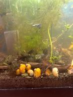 Corydora Orange Venezuela, Vis, Zoetwatervis, Schoolvis