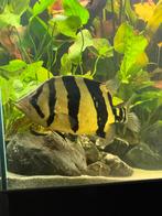 Datnioides 3 bar rond de 35 cm dit weekend €550, Vis