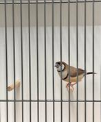 Prachtige bruine Bichenow man 2024, Mannelijk, Tropenvogel, Geringd