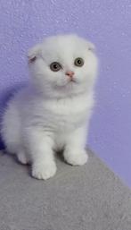 Te koop Scottish Fold poes , 2 maanden oud, Dieren en Toebehoren, Katten en Kittens | Raskatten | Korthaar, Gechipt, 0 tot 2 jaar