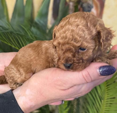 mooie roodkleurige poedels, Dieren en Toebehoren, Honden | Chihuahua's en Gezelschapshonden, Meerdere dieren, Poedel, Particulier