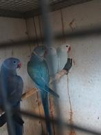 Halsband parkieten, Meerdere dieren, Parkiet