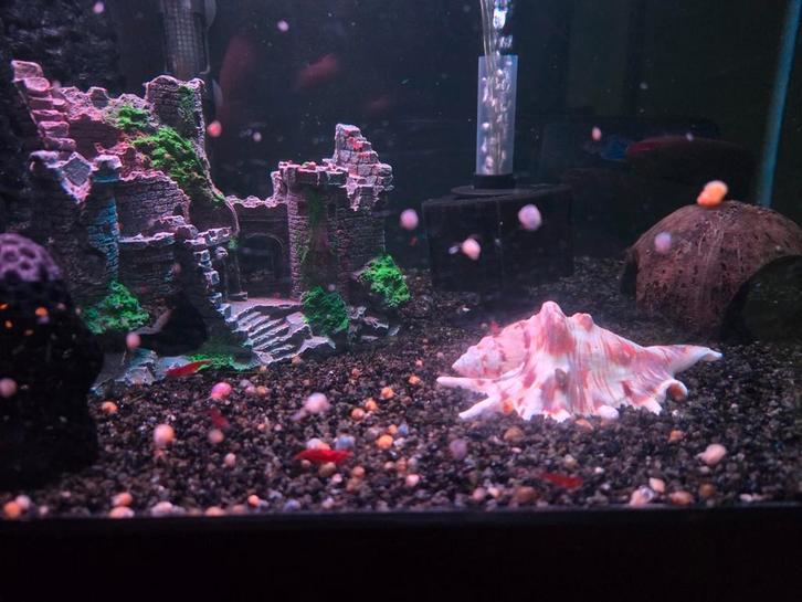 Jonge appelslakken, Dieren en Toebehoren, Vissen | Aquariumvissen, Slak of Weekdier