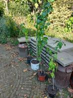 hibiscus roze of paars bloeiend, Tuin en Terras, Planten | Struiken en Hagen, Ophalen, Overige soorten, Struik, 100 tot 250 cm