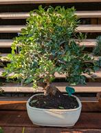 Pistache Bonsai, Bloeit niet, Halfschaduw, Minder dan 100 cm, Overige soorten