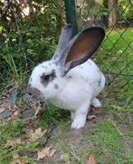 Parma zoekt een huisje! (ram gecastreerd en gevaccineerd), Dieren en Toebehoren, Mannelijk, Groot, 0 tot 2 jaar