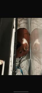 2 cavia zeugjes, Dieren en Toebehoren, Knaagdieren, April, Vrouwelijk, Cavia