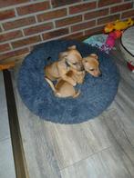 Mooie jack russel pups, Dieren en Toebehoren, Honden | Jack Russells en Terriërs, Jack Russell Terriër, 8 tot 15 weken, CDV (hondenziekte)