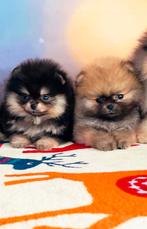 Pomeriaan | Pomeranian | Puppy | Teefje | Stamboom | Beertje, Dieren en Toebehoren, Honden | Poolhonden, Keeshonden en Oertypen