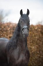 Prachtige 4 jarige friese merrie ( fries ), Dieren en Toebehoren, Paarden, Merrie, Dressuurpaard, 3 tot 6 jaar