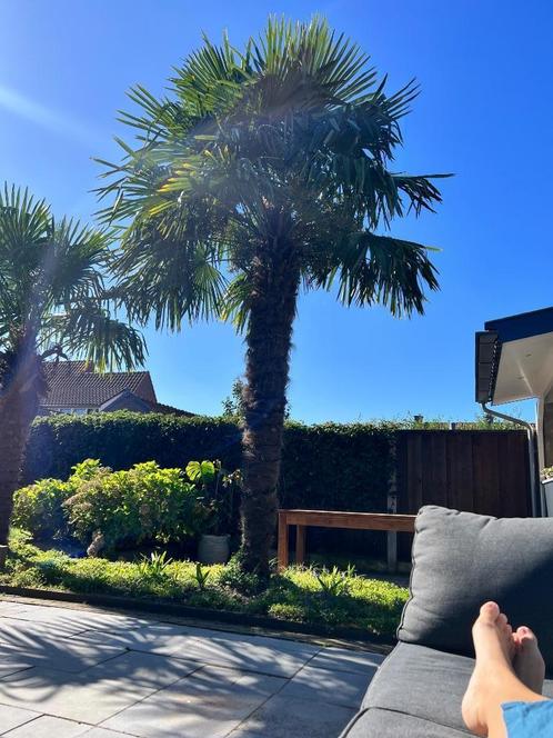 Chinese palmboom stekjes, Tuin en Terras, Planten | Bomen, Palmboom, Minder dan 100 cm, Volle zon, Zomer, Ophalen