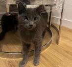 Britse korthaar kittens mix te koop, Dieren en Toebehoren, Katten en Kittens | Raskatten | Korthaar, Meerdere dieren, Ontwormd