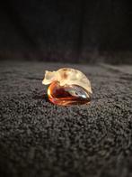 Miniatuur Delicious Beverly Hills Gale Mayman., Verzamelen, Parfumverzamelingen, Ophalen of Verzenden, Miniatuur