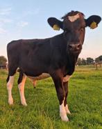 Zb stier te koop, Dieren en Toebehoren, Vrouwelijk