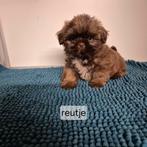 lieve mooie raszuivere choco shih tzu pups, Dieren en Toebehoren, Overige rassen, 8 tot 15 weken, Meerdere, Meerdere dieren