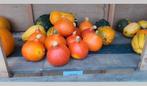 Halloween pompoenen, Ophalen