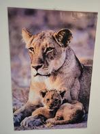 Poster leeuwin met welp, Ophalen, Hond of Kat
