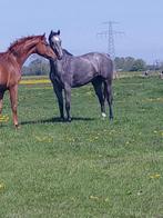 Ruin, Dieren en Toebehoren, Gechipt, Ruin, 0 tot 2 jaar, Onbeleerd