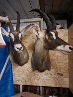 Grote schoudermontage roan antilope 400 per stuk, Verzamelen, Dierenverzamelingen, Ophalen of Verzenden, Zo goed als nieuw, Wild dier