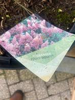 Hortensia pinky Winky €16,95 pst, Tuin en Terras, Planten | Tuinplanten, Halfschaduw, Zomer, Vaste plant, Ophalen of Verzenden