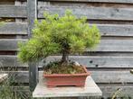 Japanse zwarte den bonsai pinus thunbergii, Ophalen, Bloeit niet, Overige soorten, Minder dan 100 cm