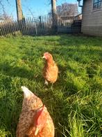 Kippen te koop, Dieren en Toebehoren, Pluimvee, Vrouwelijk, Kip