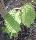 Hazelaar ( corylus avellana ), Ophalen, Bloeit niet, Halfschaduw, Overige soorten