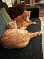 2 lieve rode katers een nieuw huis geven., Dieren en Toebehoren, Katten en Kittens | Overige Katten, Meerdere dieren, Kortharig