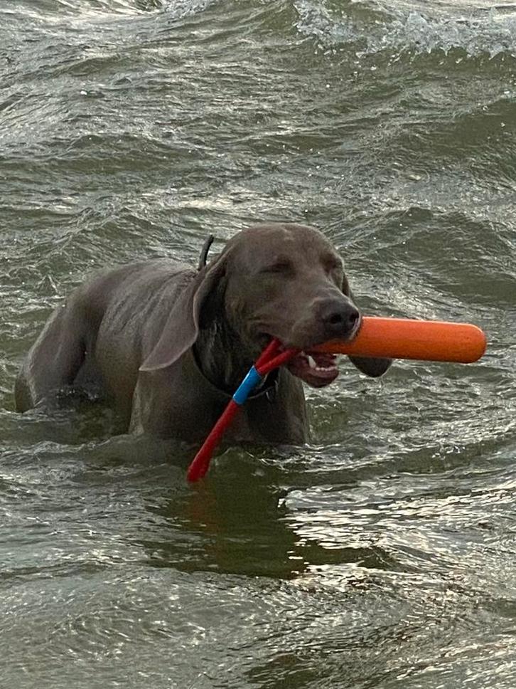 Gezocht Weimaraner herplaatser of pup, Dieren en Toebehoren, Honden | Retrievers, Spaniëls en Waterhonden, Teef, Overige rassen