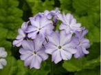 Primula sieboldii Japan Sakurasou, Tuin en Terras, Planten | Tuinplanten, Ophalen of Verzenden, Lente, Vaste plant, Halfschaduw