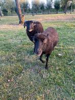 Ouessant ram, Dieren en Toebehoren, Schapen, Geiten en Varkens, Mannelijk, Schaap