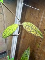 Hoya FINLAYSONII epc 317, Huis en Inrichting, Kamerplanten, Verzenden, Overige soorten, Halfschaduw, Minder dan 100 cm