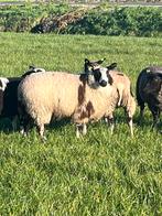 Te koop: Mooie bonte ooien, Dieren en Toebehoren, Schapen, Geiten en Varkens, Vrouwelijk, Schaap, 0 tot 2 jaar