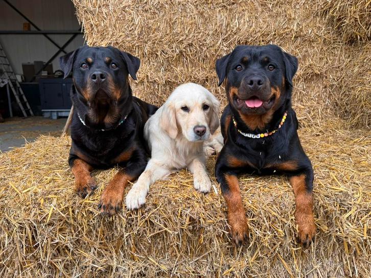 Modderpootjes Hondenopvang & Dagopvang – Herveld, Diensten en Vakmensen, Dieren | Honden | Verzorging, Oppas en Les, Particuliere oppas