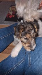 Foxterrier draadhaar pups tricolor, Dieren en Toebehoren, Honden | Jack Russells en Terriërs, Overige rassen, 8 tot 15 weken, Meerdere