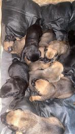 Pups Mechelse Herder x Presa Canario, Dieren en Toebehoren, Ophalen of Verzenden