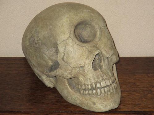 REPLICA Cycloop Schedel éénoog Skull realistisch HANDGEMAAKT, Antiek en Kunst, Curiosa en Brocante, Ophalen of Verzenden