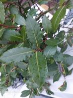 Verse laurierb l aadjes, Ophalen of Verzenden, Volle zon