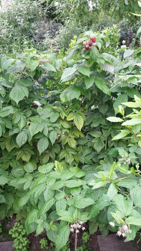 Frambozen planten Autumn Bliss, Tuin en Terras, Planten | Fruitbomen, Overige soorten, Minder dan 100 cm, Zomer, Ophalen