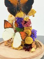 Opgezette Vlinders met Droogbloemen Stolp - Wildernis Atelie, Ophalen of Verzenden, Nieuw, Opgezet dier