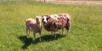 Goed plekje gezocht voor schaap en geit, Dieren en Toebehoren, Schapen, Geiten en Varkens, Vrouwelijk, Schaap