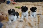 Leuke kleine boomer pups., Nederland, Overige rassen, 8 tot 15 weken, CDV (hondenziekte)