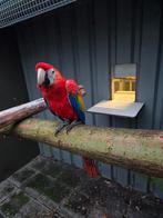 Tamme jonge geelvleugelara, Dieren en Toebehoren, Mannelijk, Parkiet, Geringd